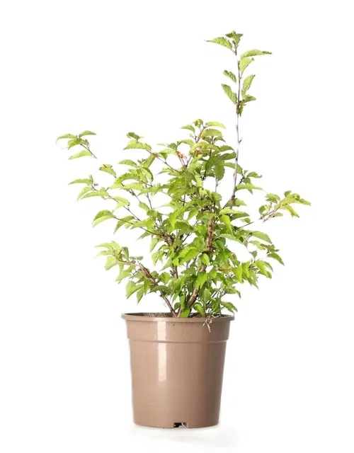 Kuril Cherry 'Brilliant' Shrub 4.5L