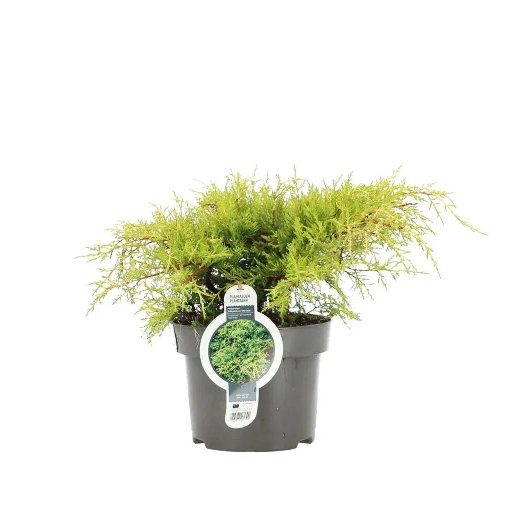 Enbär av typen Old Gold (Juniperus x pfitzeriana)