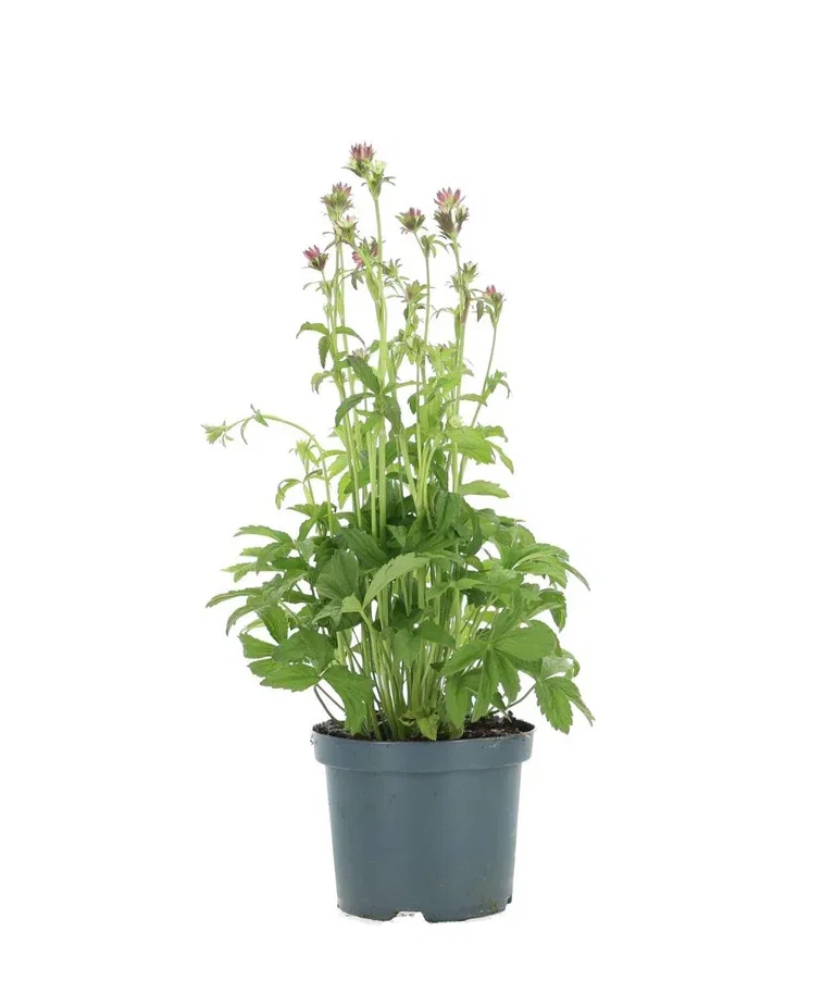 Astrantia major PINK BUTTON® Plant