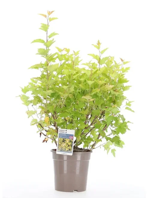 Nugget Ninebark buske