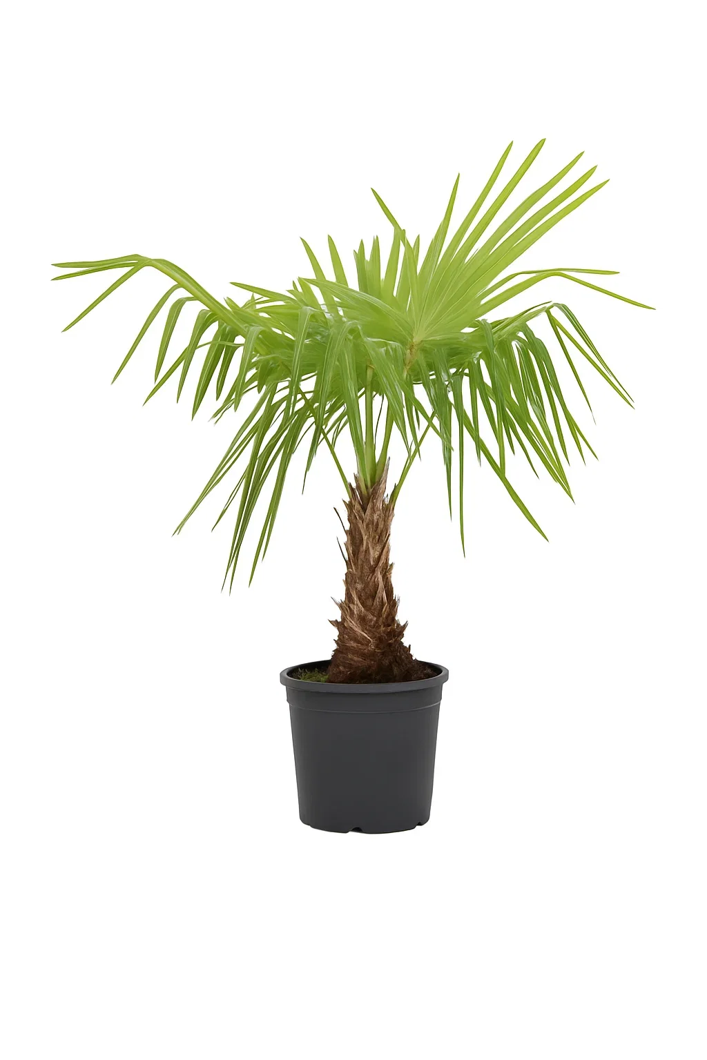 Väderkvarn Palmträd
