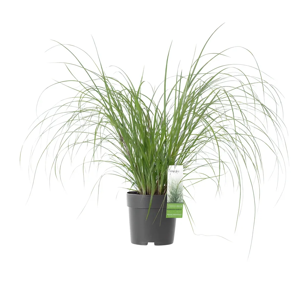 Cortaderia selloana 'Evita' Pampasgräs