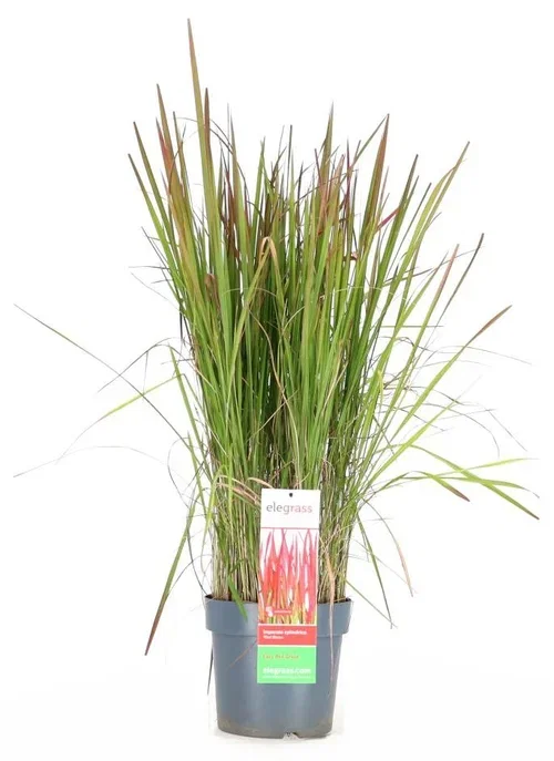 Imperata cylindrica 'Red Baron' Grass