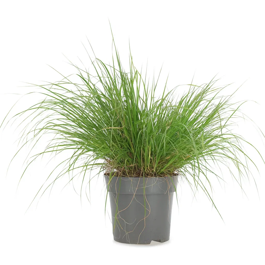 Pennisetum alopecuroides 'Hameln'