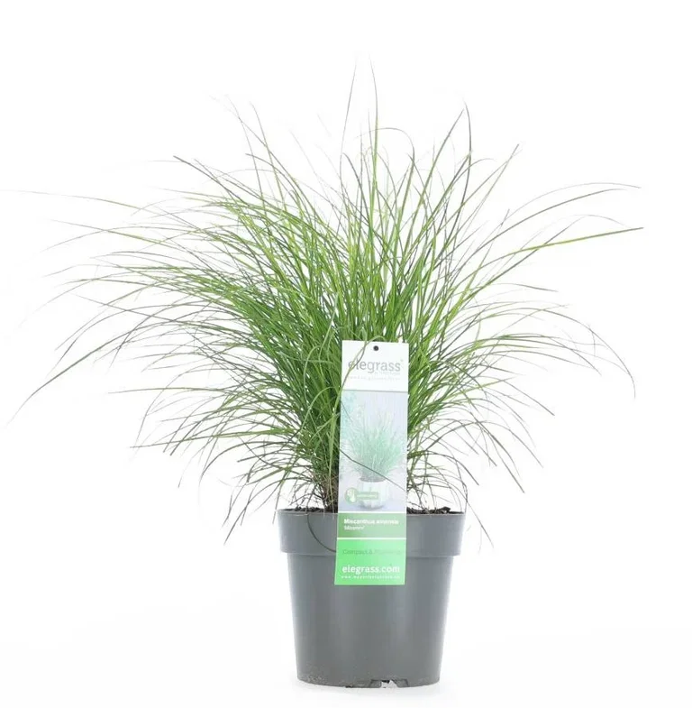 Miscanthus sinensis 'Miss Mini' Flerårigt gräs