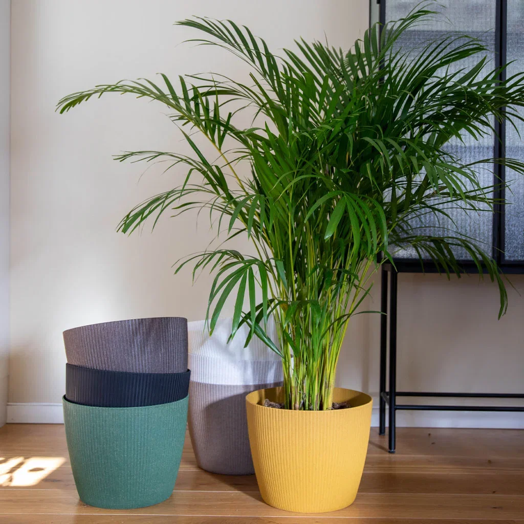 Medlemspris: Guldpalm och Lisse kruka i valfri färg