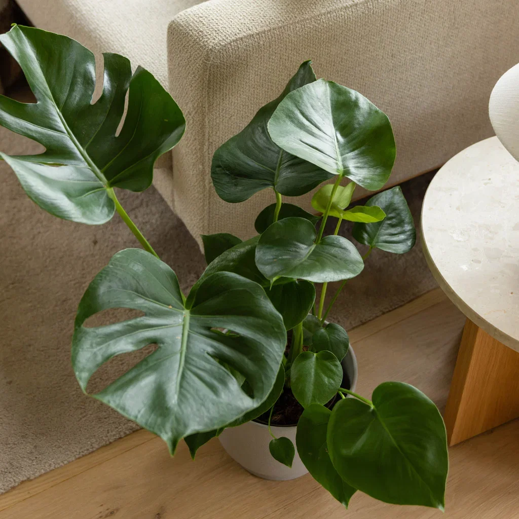 Nordisk stil – ombonad och sofistikerad