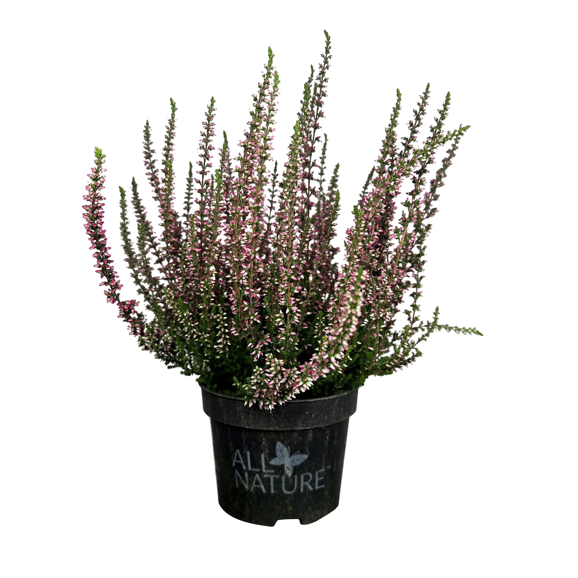 All Nature Calluna 10,5 cm