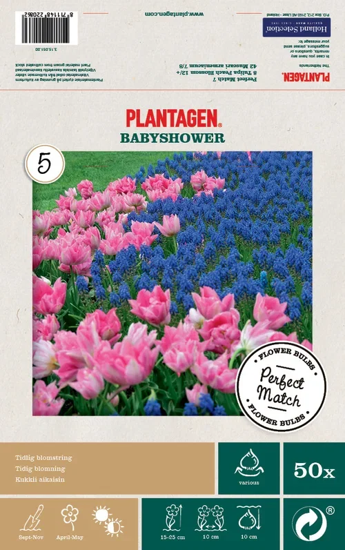Mix Tulip/Muscari - 50 bulbs