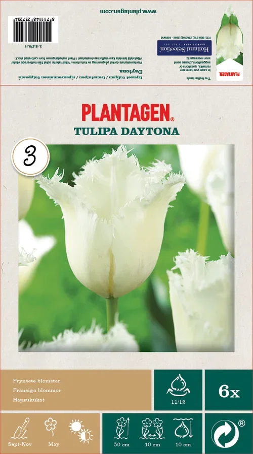 Tulipa Daytona 11/12  white - 6 bulbs