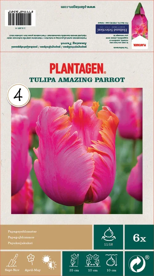 Tulipa Parrot Amazing Parrot - 6 bulbs