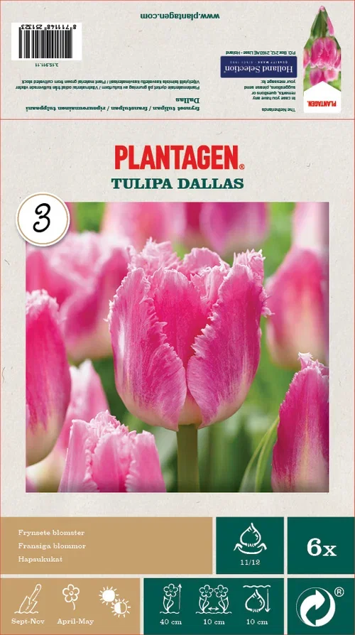 Tulipa Crispa Dallas - 6 bulbs