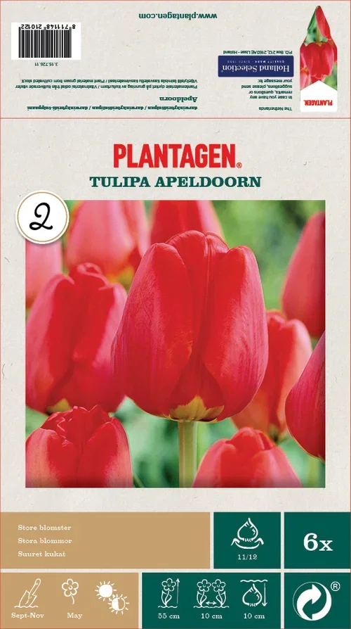 Darwinhybridtulpan 'Apeldoorn' - 6 st