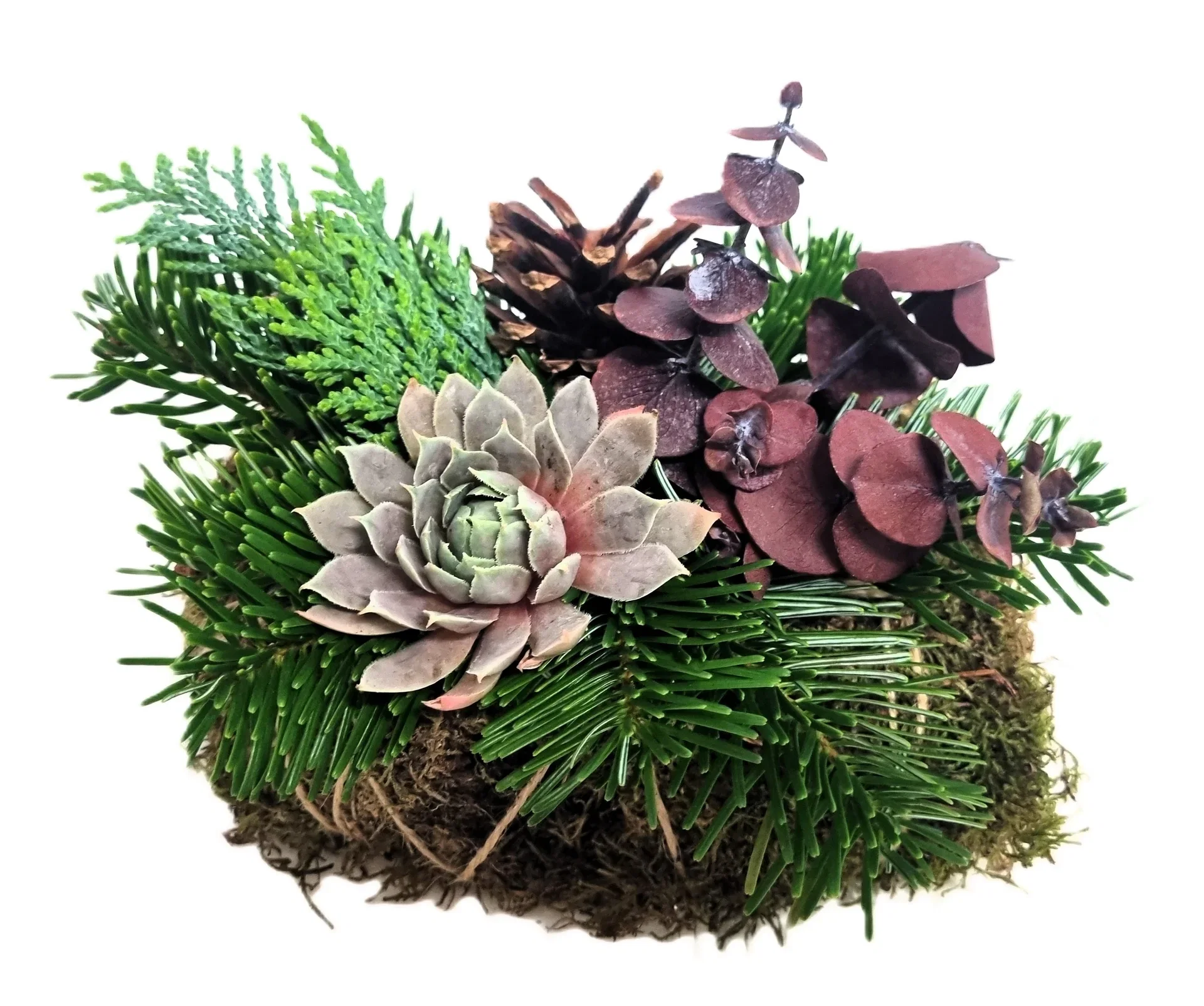 Gravdekoration kuddmosse med Echeveria 