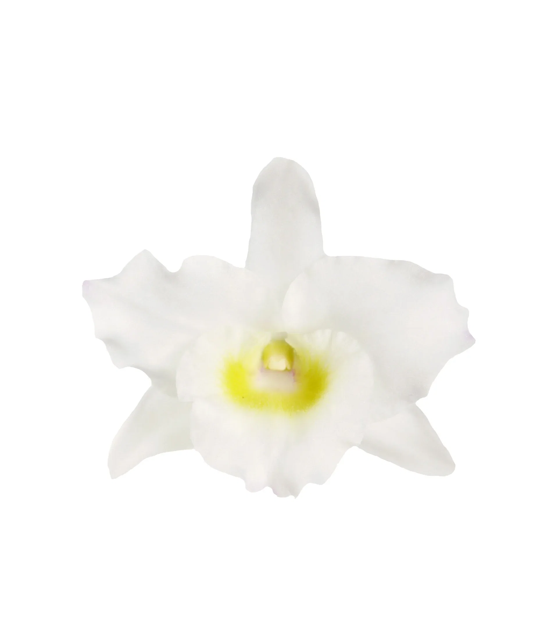 Dendrobium nobile 'Apollon'