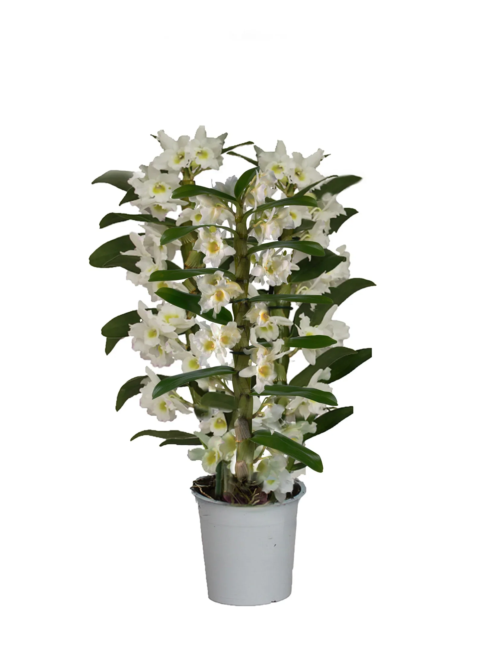 Dendrobium nobile 'Apollon'