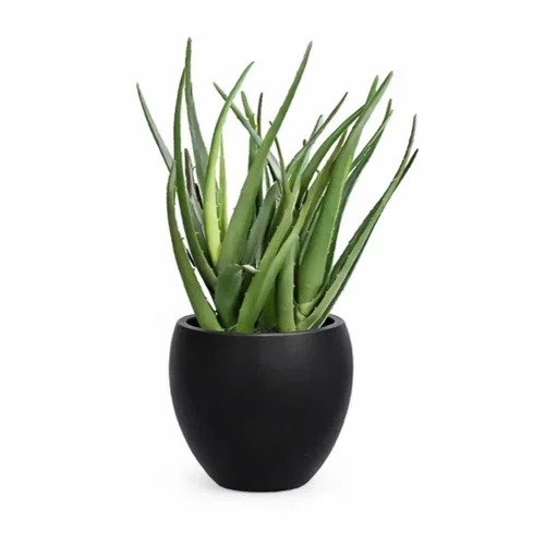 Alovera växt i kruka konstgjord