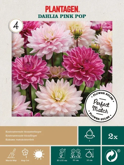 Perfekt matchning - Dahlia Pink Pop