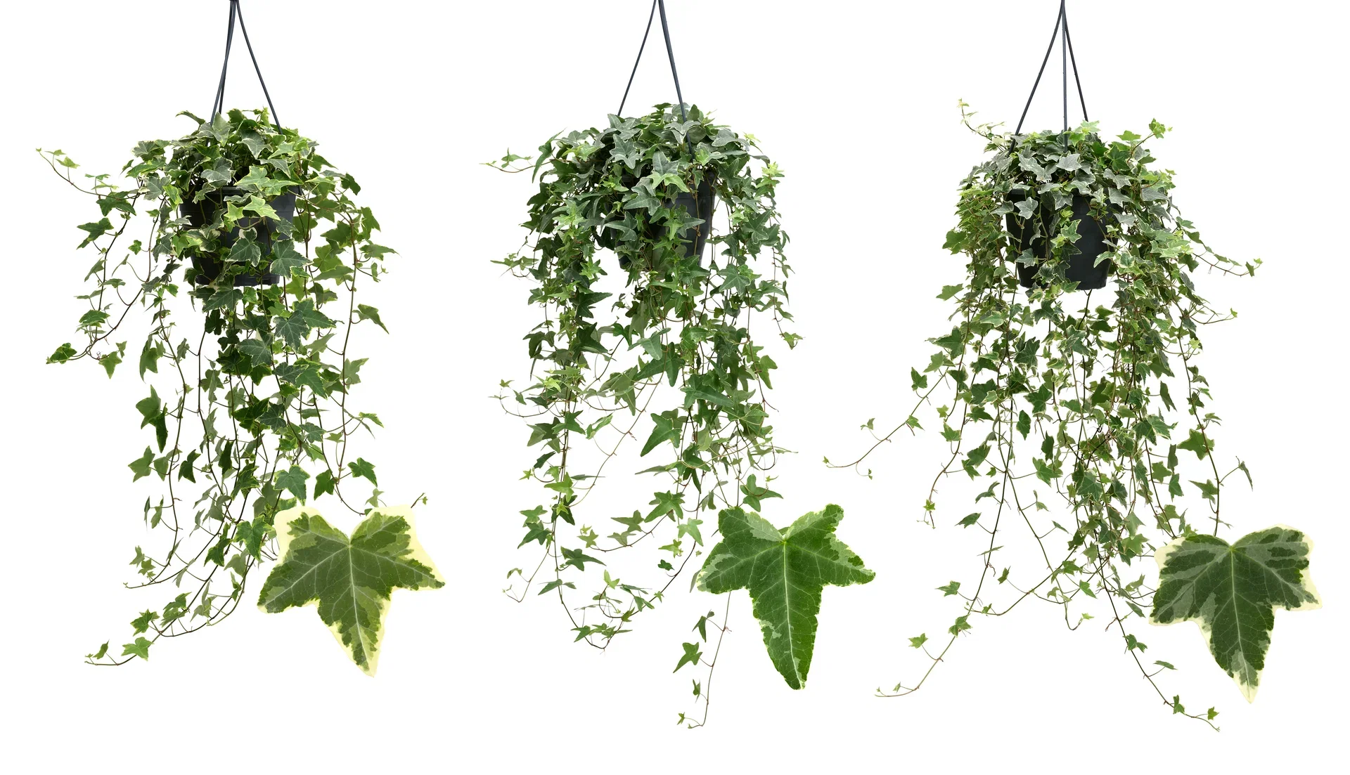 Murgröna Variegata i ampel