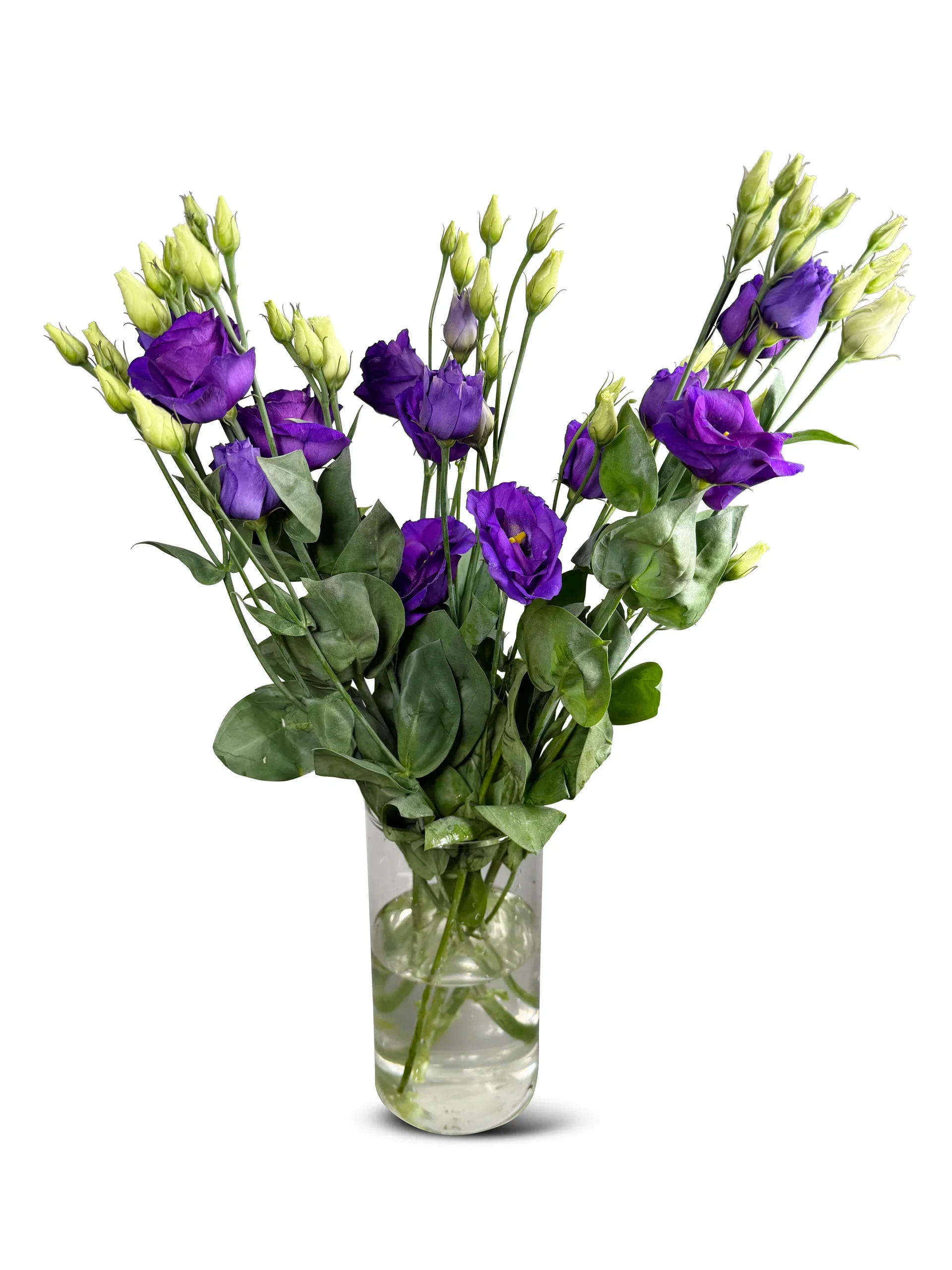 Eustoma 3pk