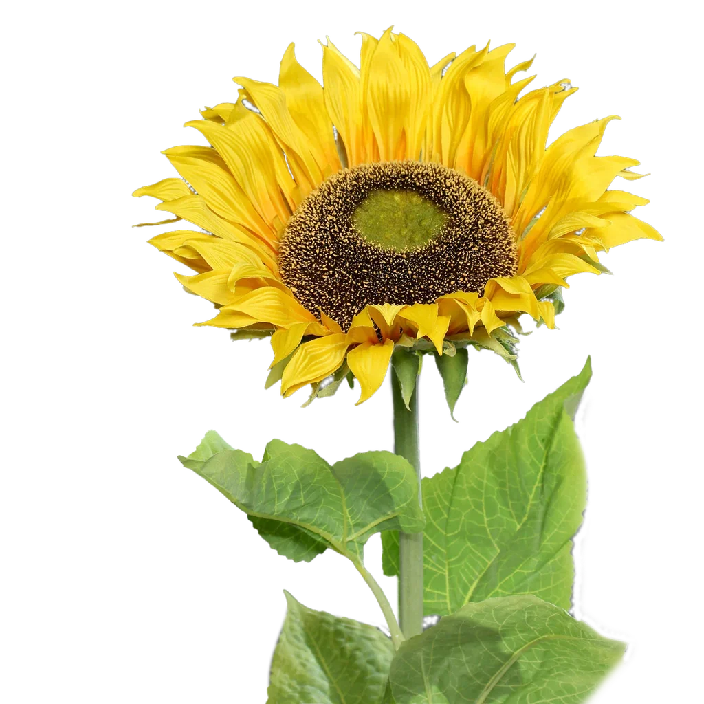 Sunflower cut flower H134 yellow