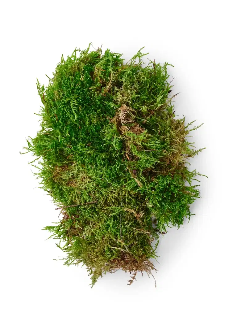 Green moss in plastic bag