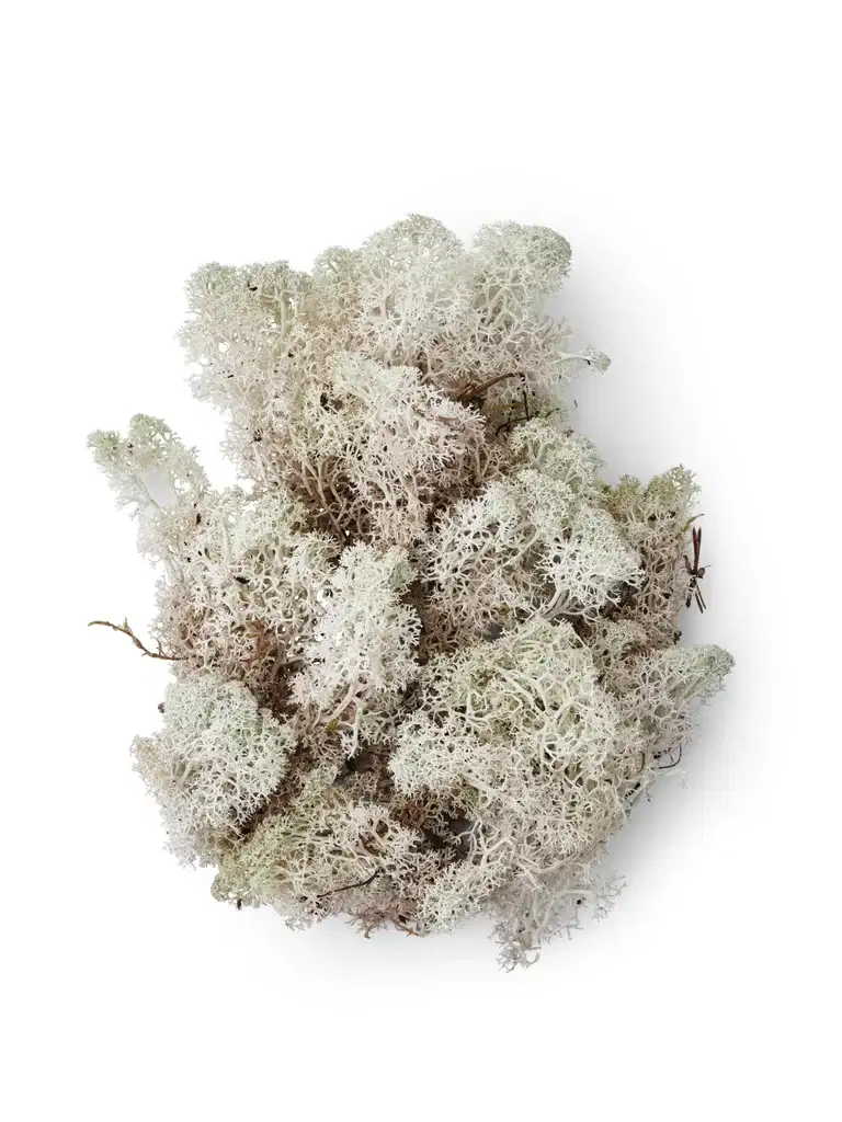 White moss in plastic bag