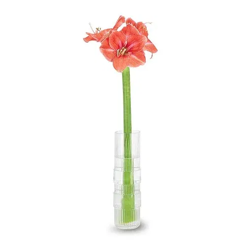 Amaryllis Salmon