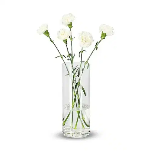 Carnation
