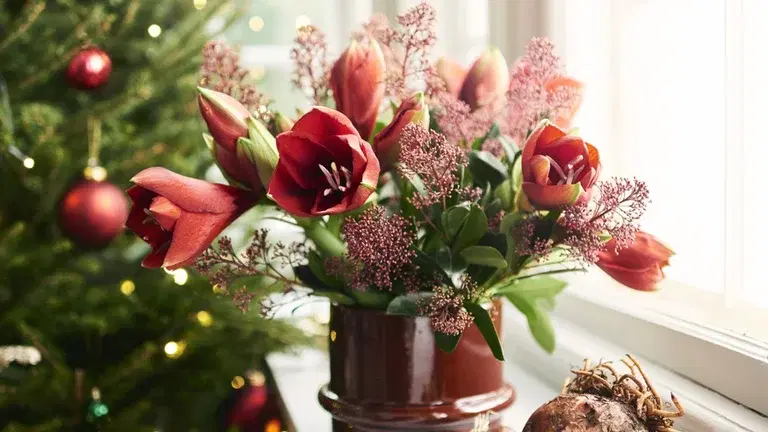 Christmas flowers that create a Christmas atmosphere