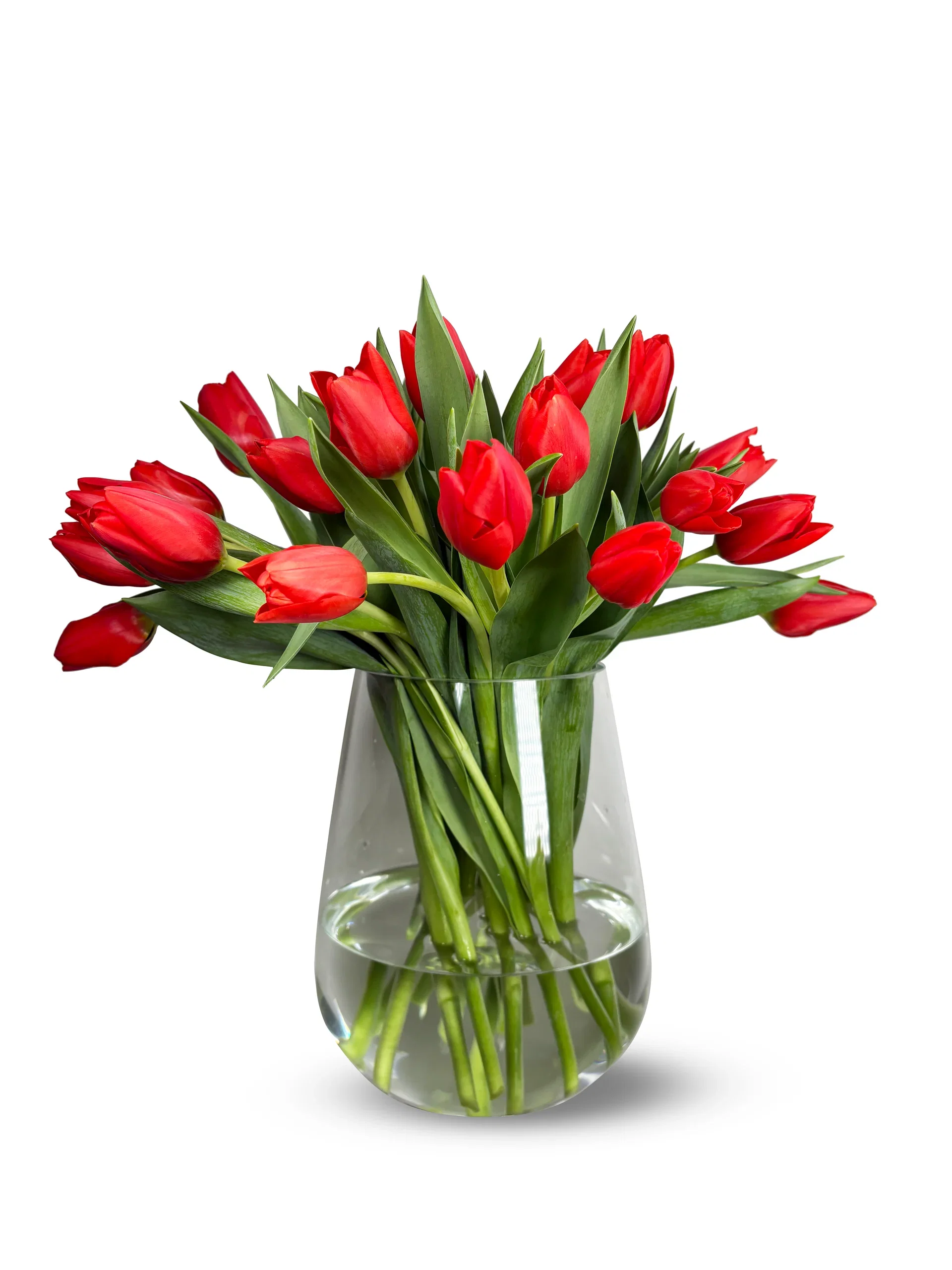 Tulips 20 pack Red SE