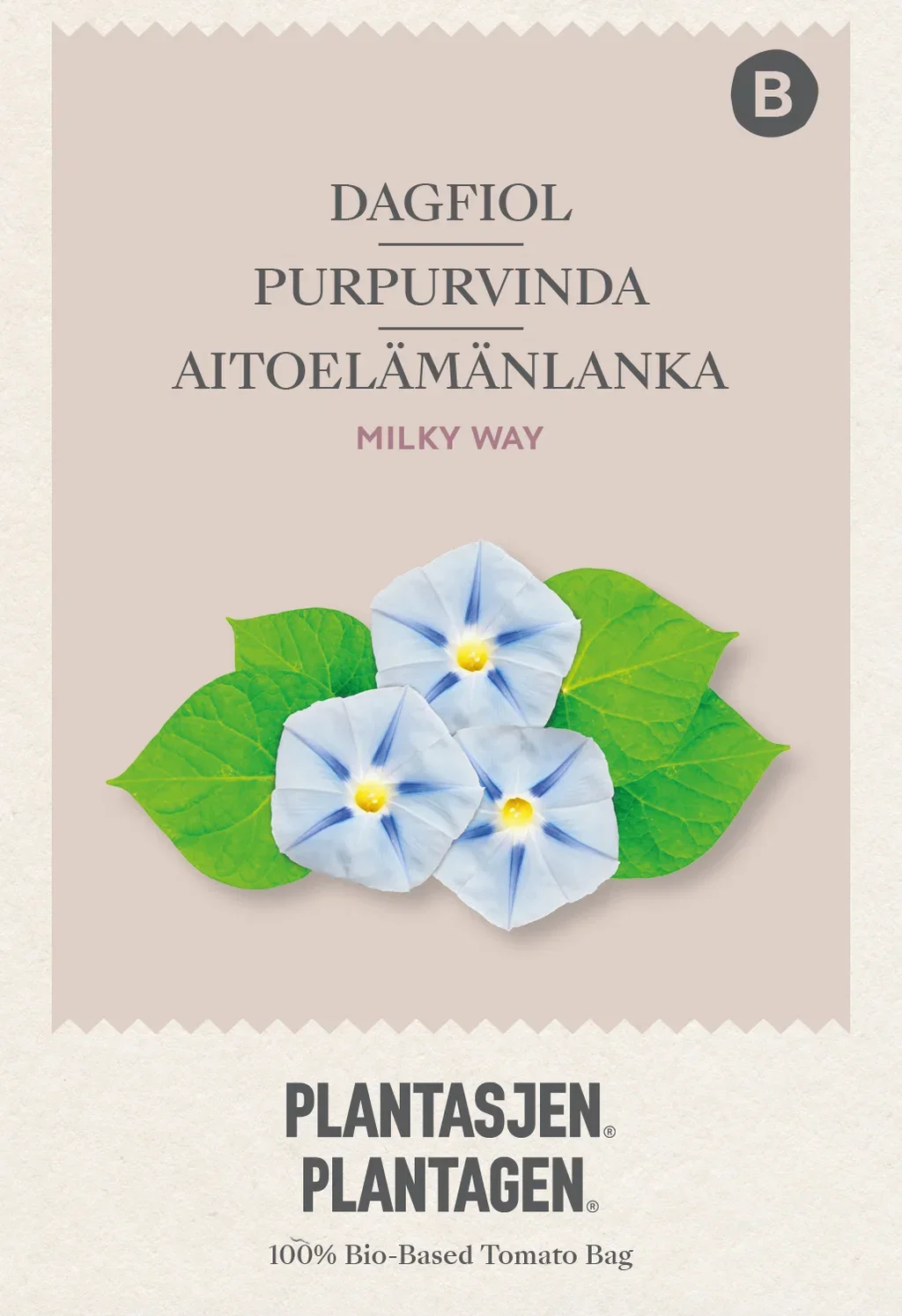 Blomman för dagen Morning Glory 'Milky Way'