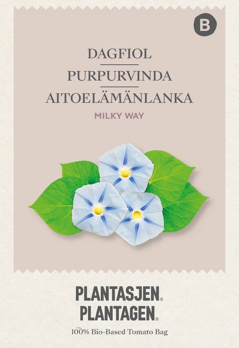 Blomman för dagen Morning Glory 'Milky Way'