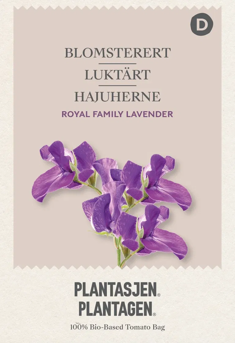 Luktärt 'Royal Family' Lavender