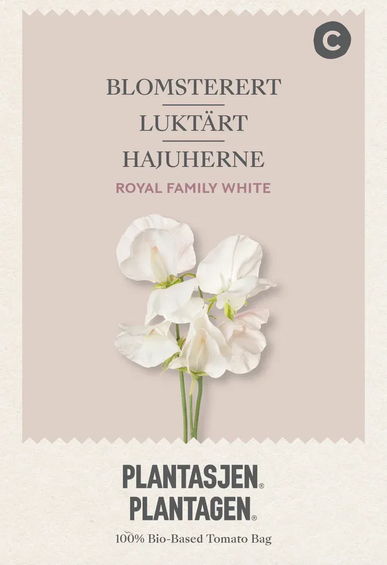 Luktärt 'Royal Family' White