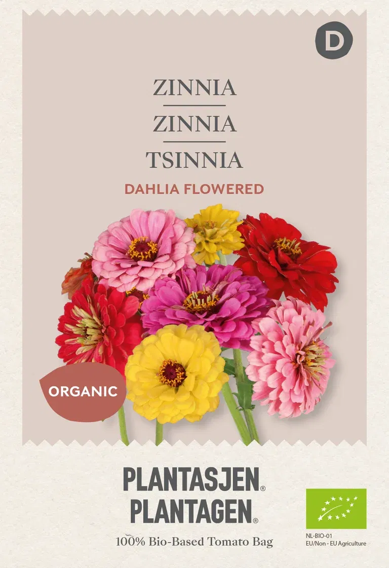 Zinnia 'Dahlia Flowered' mix