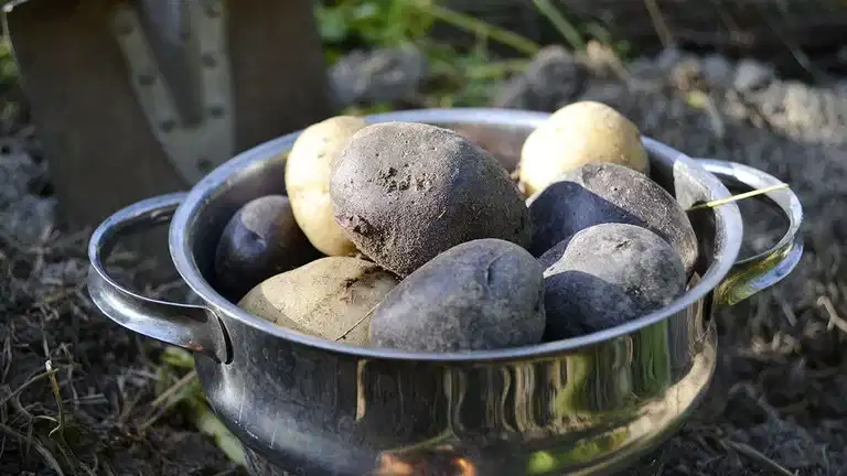 4 vegetables you can grow yourself