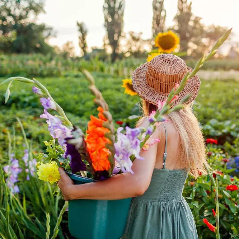 Grow your own cut flowers