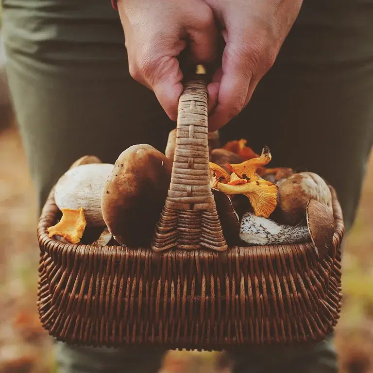 Picking, cleaning and drying mushrooms