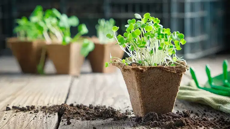 Mars - detta kan du så och odla