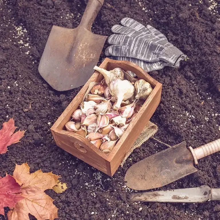 November - detta kan du så och odla