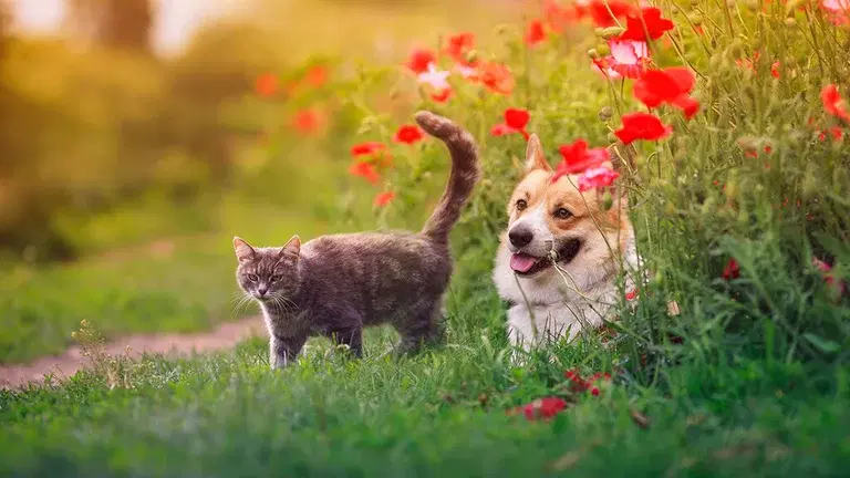 Så här skapar du en härlig trädgård för hund och katt