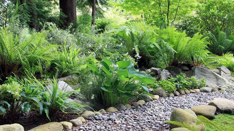 Woodland - bringing the forest into the garden