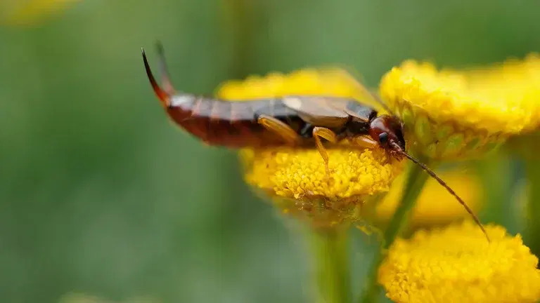 Saxdjur – till både nytta och besvär i odlingen