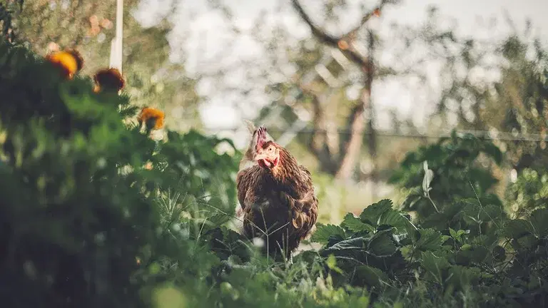 Gödsel från djur - en fin resurs i trädgården
