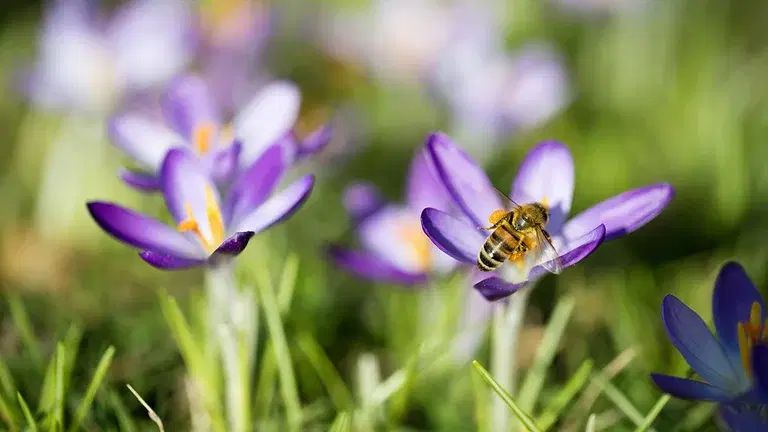 Hösten – bästa tiden att plantera blomsterlökar åt nyttiga insekter