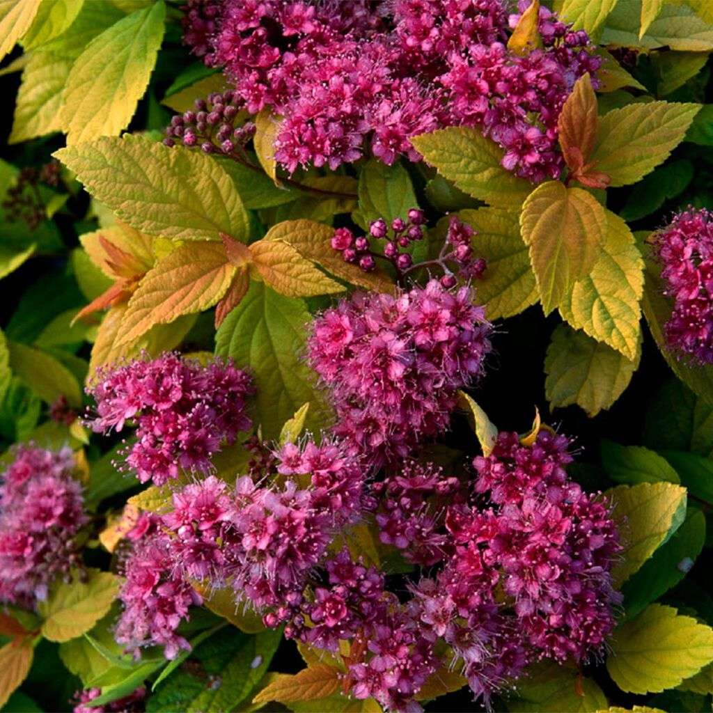 Image of Rosenspirea