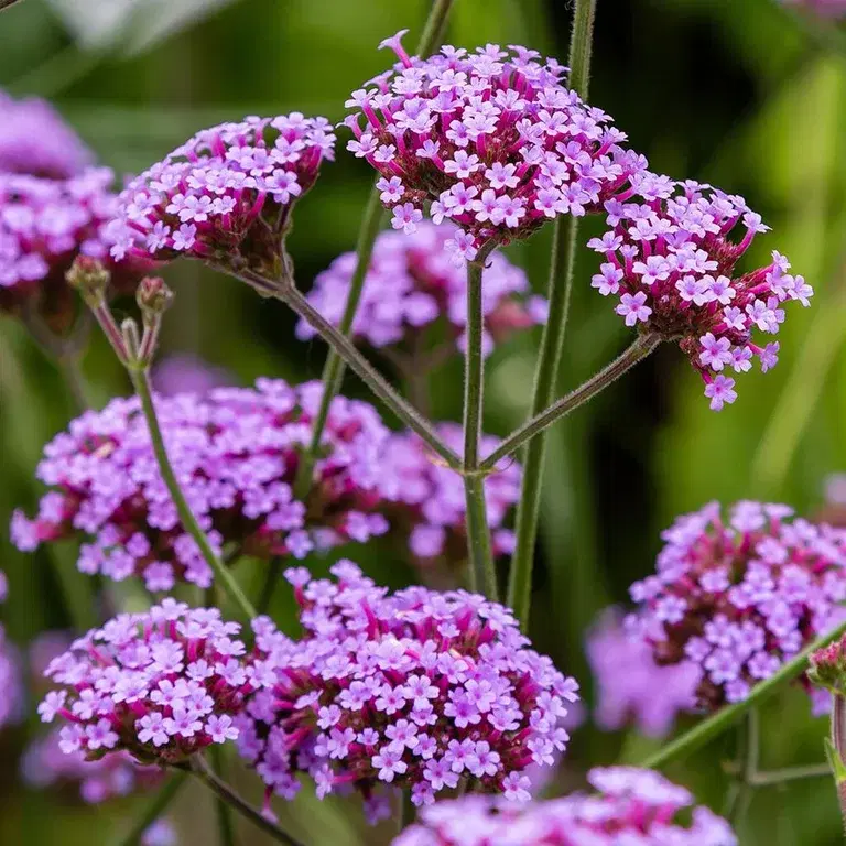 Jätteverbena – plantering och skötsel