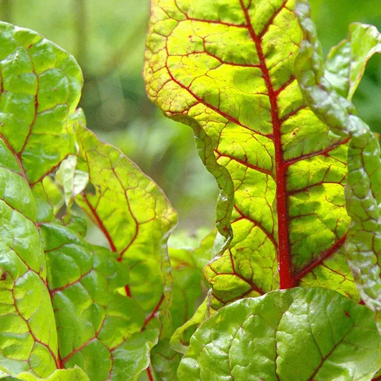 Swiss chard – how to grow your own