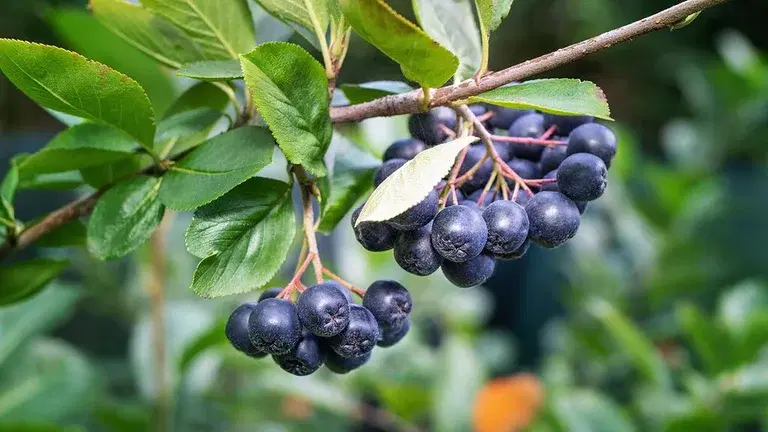 Aronia – plantering och skötsel
